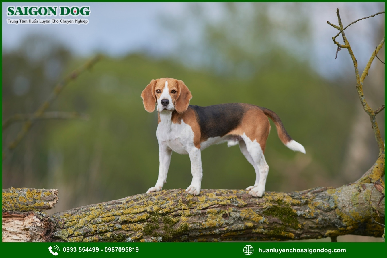 Quy trình huấn luyện chó Beagle tại Sài Gòn Dog