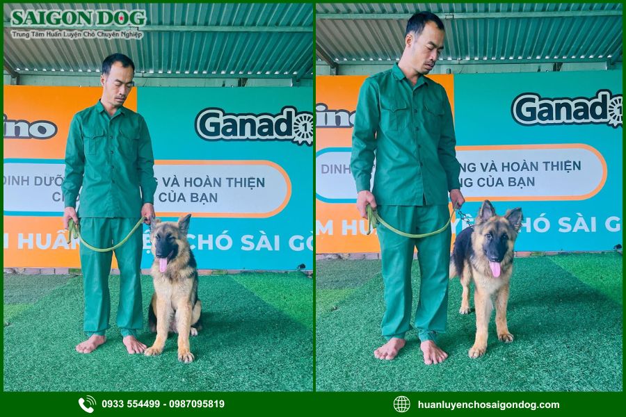 Quy trình huấn luyện chó Becgie tại Sài Gòn Dog