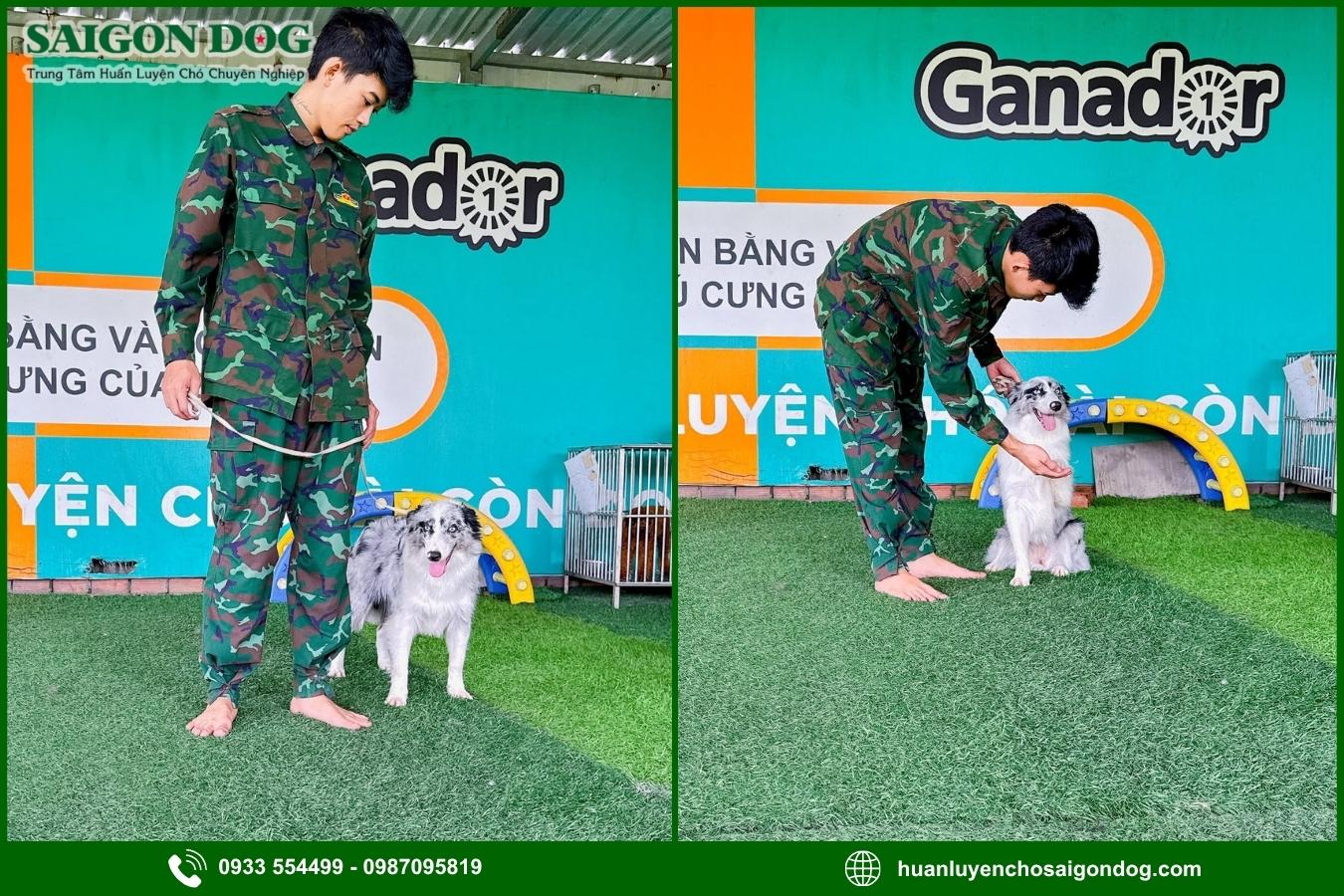 Quy trình huấn luyện chó Border Collie tại Sài Gòn Dog