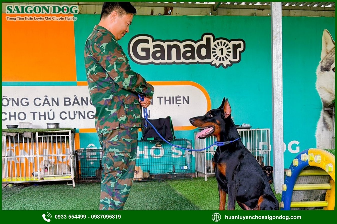 Quy trình huấn luyện chó chuyên nghiệp tại Sài Gòn Dog