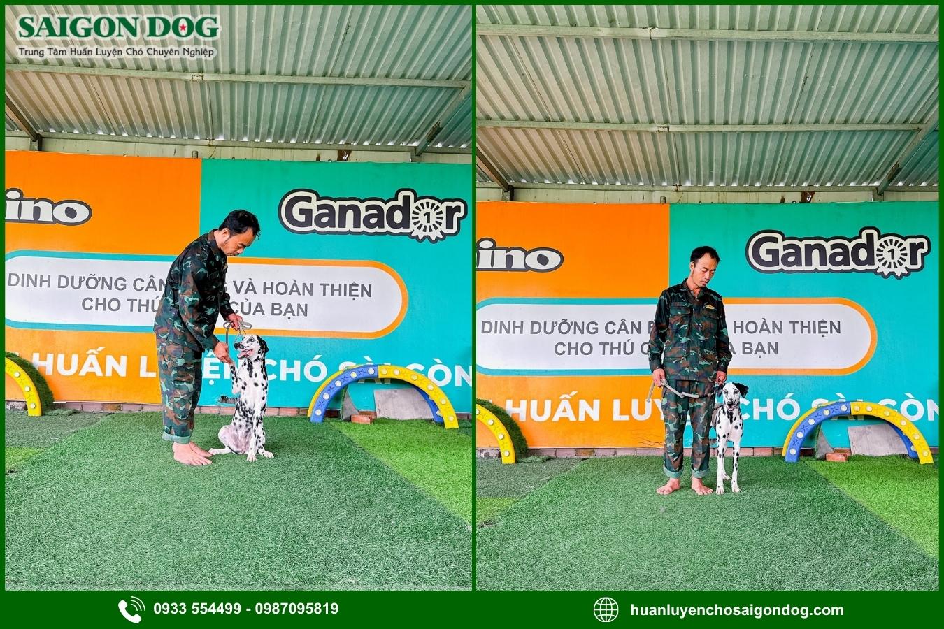 Quy trình huấn luyện chó chuyên nghiệp tại Sài Gòn Dog