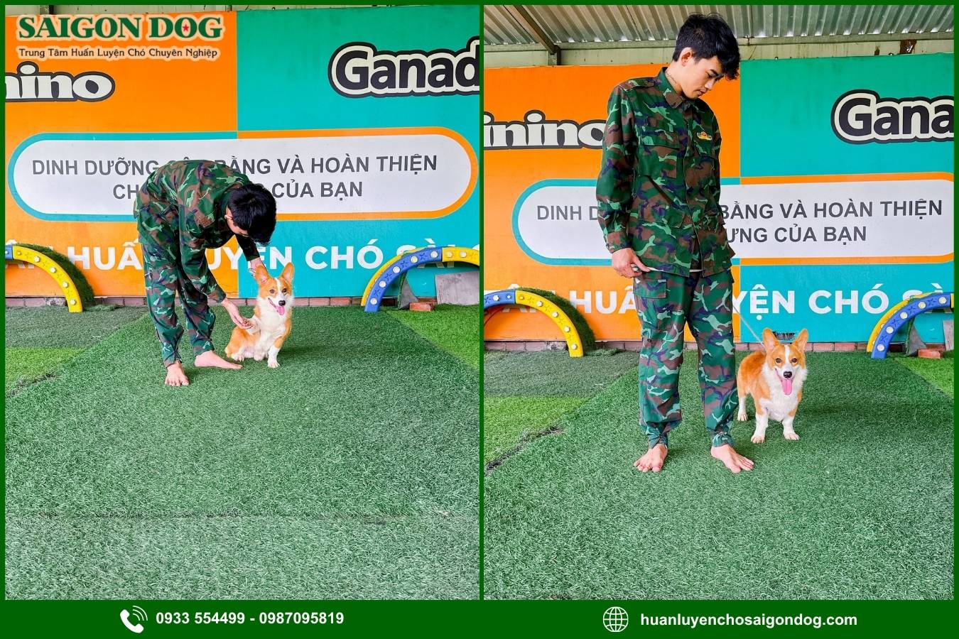 Quy trình huấn luyện chó chuyên nghiệp tại Sài Gòn Dog