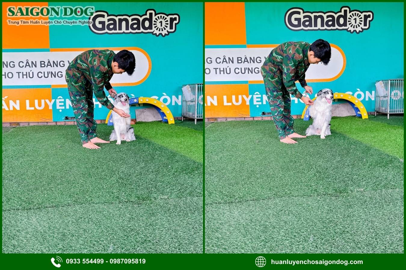 Quy trình huấn luyện chó chuyên nghiệp tại Sài Gòn Dog