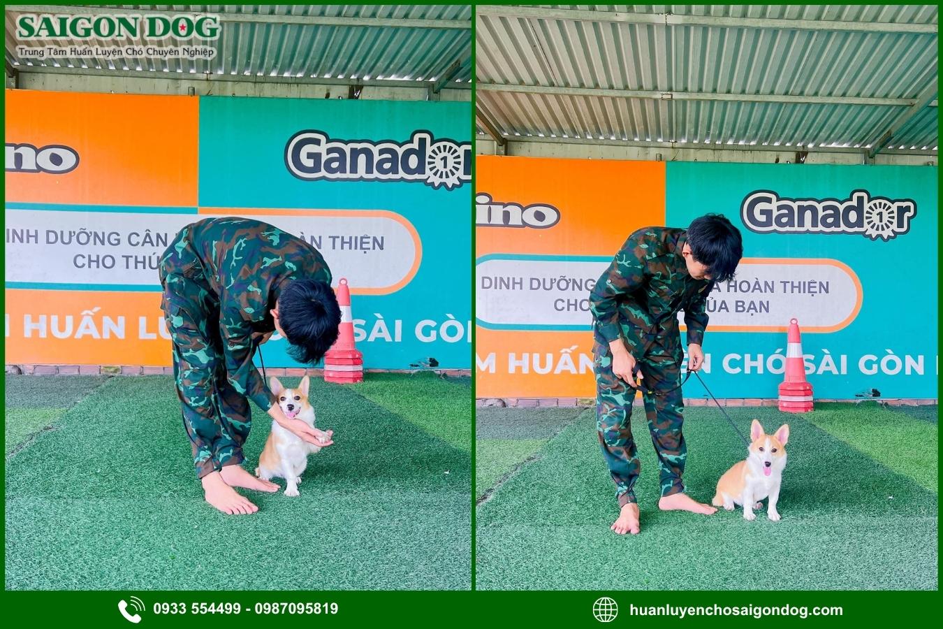 Quy trình huấn luyện chó Corgi tại Sài Gòn Dog