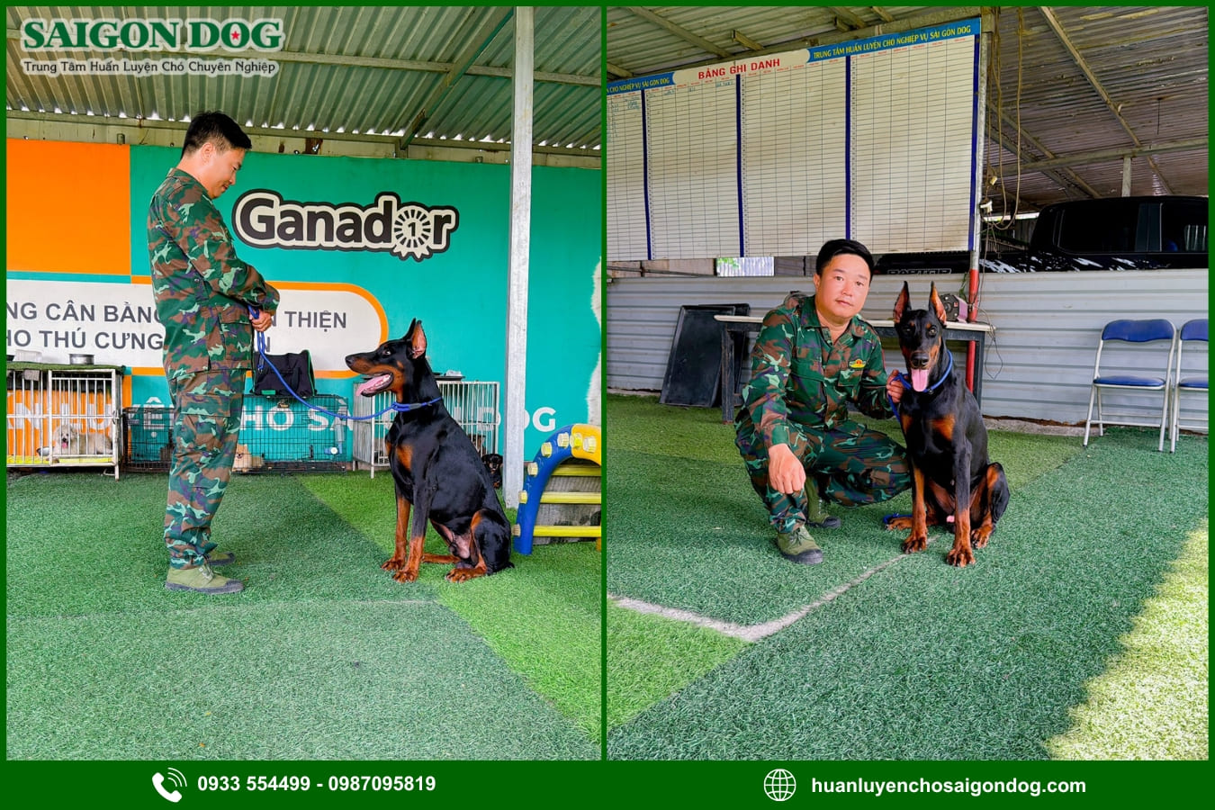 Quy trình huấn luyện chó Doberman tại Sài Gòn Dog