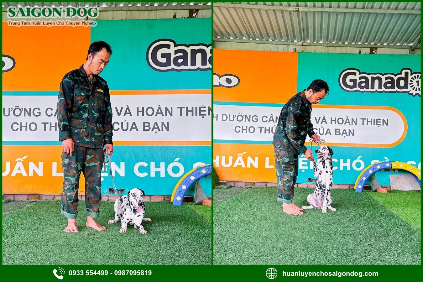 Quy trình huấn luyện chó đốm Dalmatian tại Sài Gòn Dog