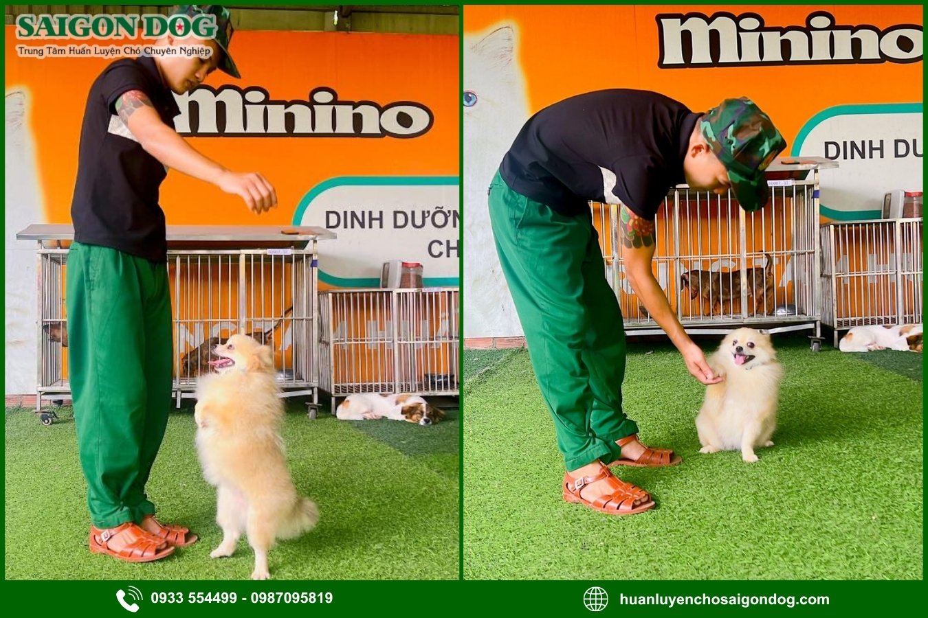 Quy trình huấn luyện chó đốm Phốc sóc tại Sài Gòn Dog