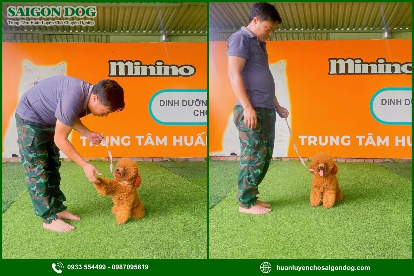 Quy trình huấn luyện chó đốm Poodle tại Sài Gòn Dog