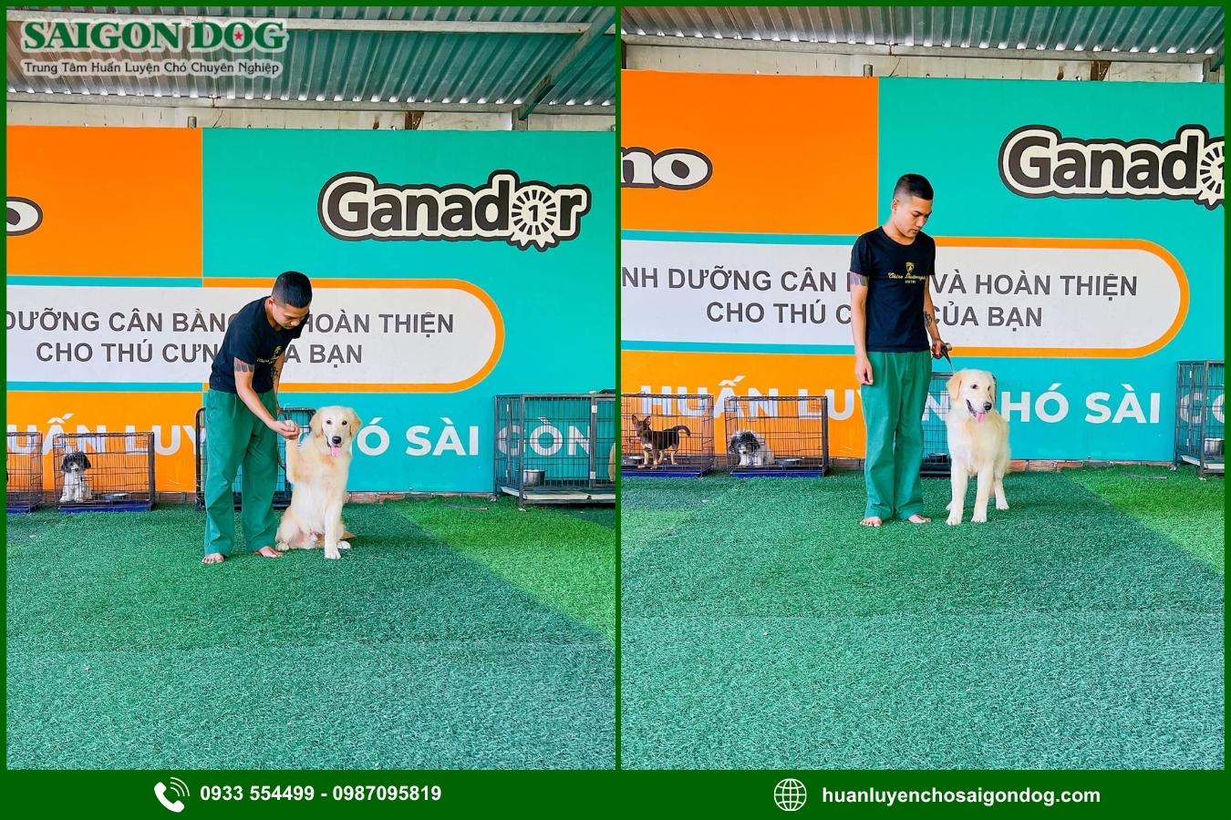 Quy trình huấn luyện chó Golden tại Sài Gòn Dog
