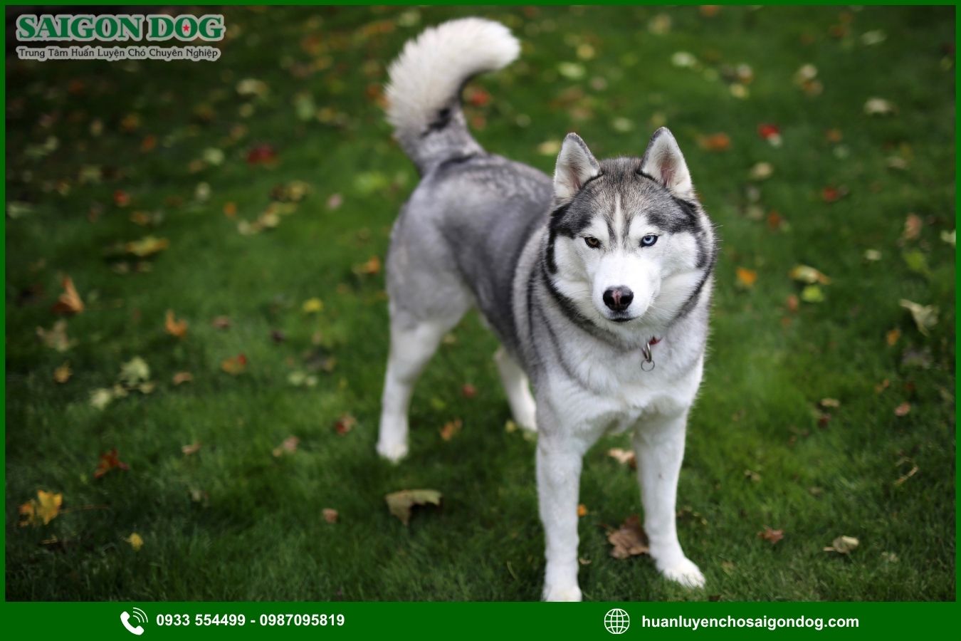Quy trình huấn luyện chó Husky tại Sài Gòn Dog