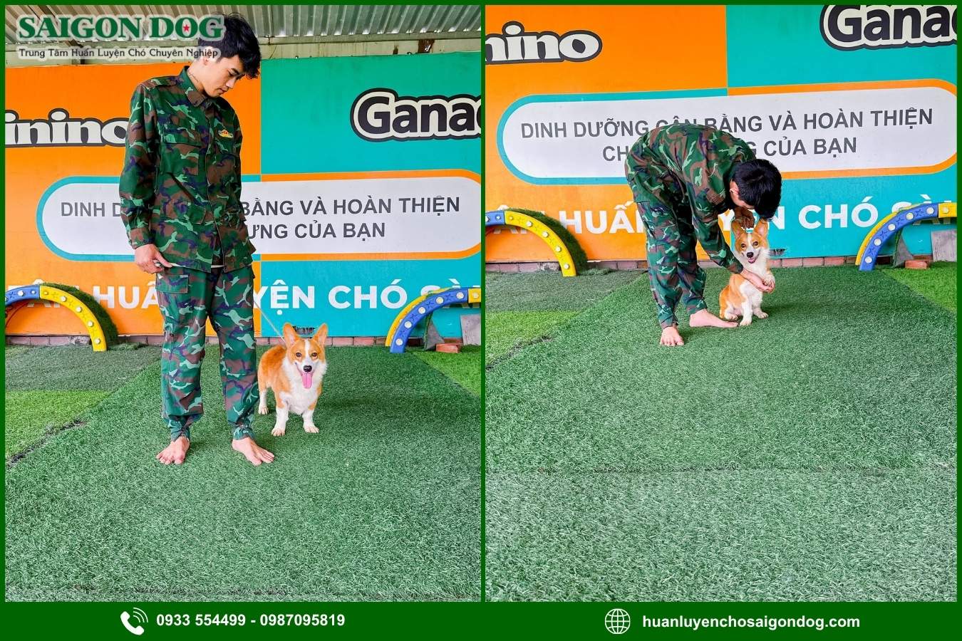 Quy trình huấn luyện chó kiểng tại Sài Gòn Dog