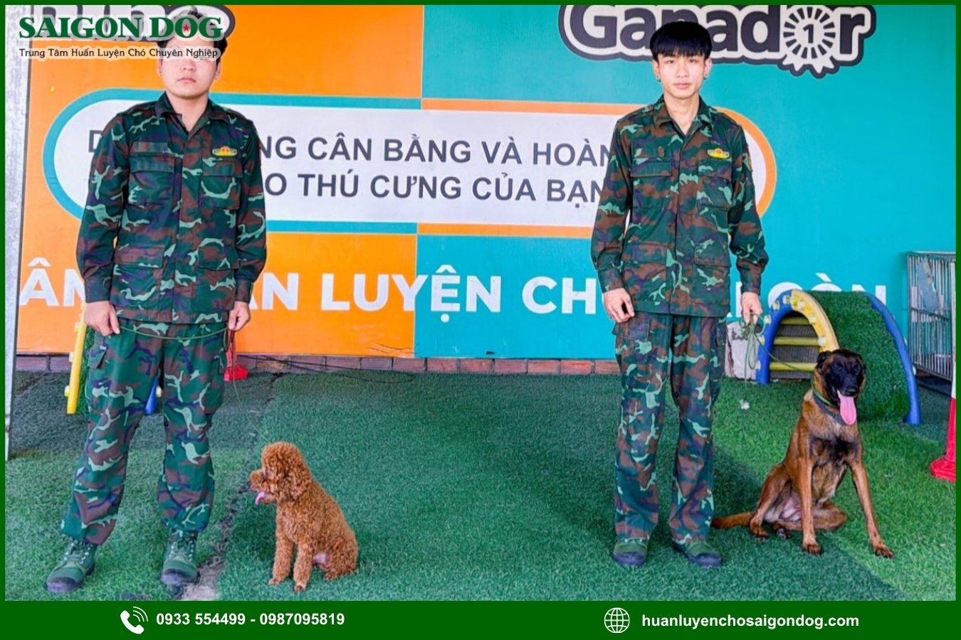 Quy trình huấn luyện chó kiểng tại Sài Gòn Dog