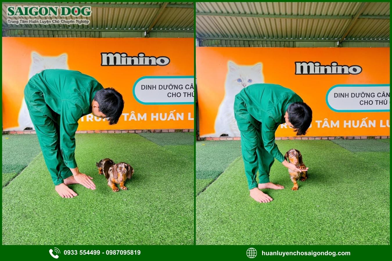 Quy trình huấn luyện chó kiểng tại Sài Gòn Dog