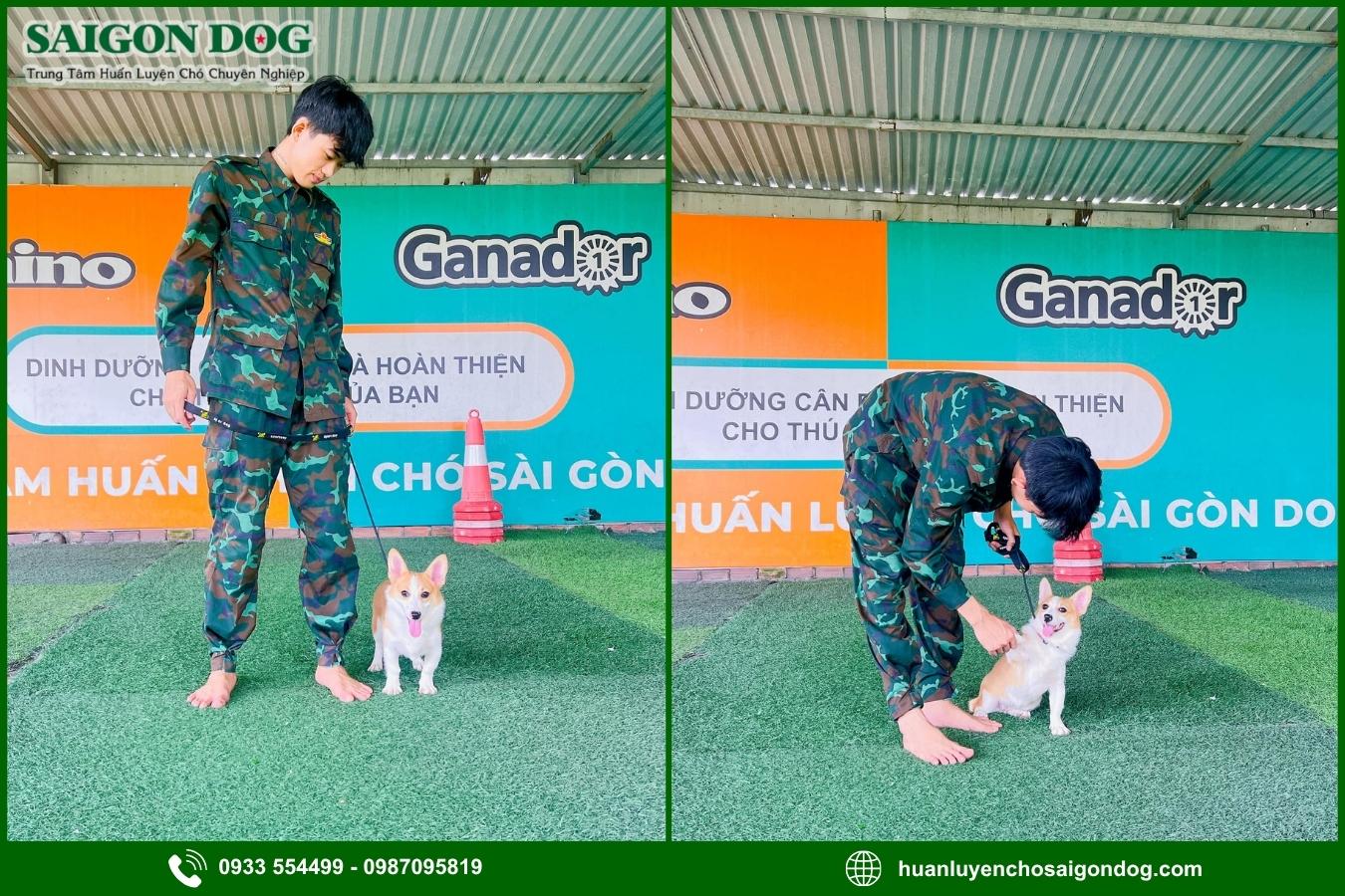 Quy trình huấn luyện chó kiểng tại Sài Gòn Dog