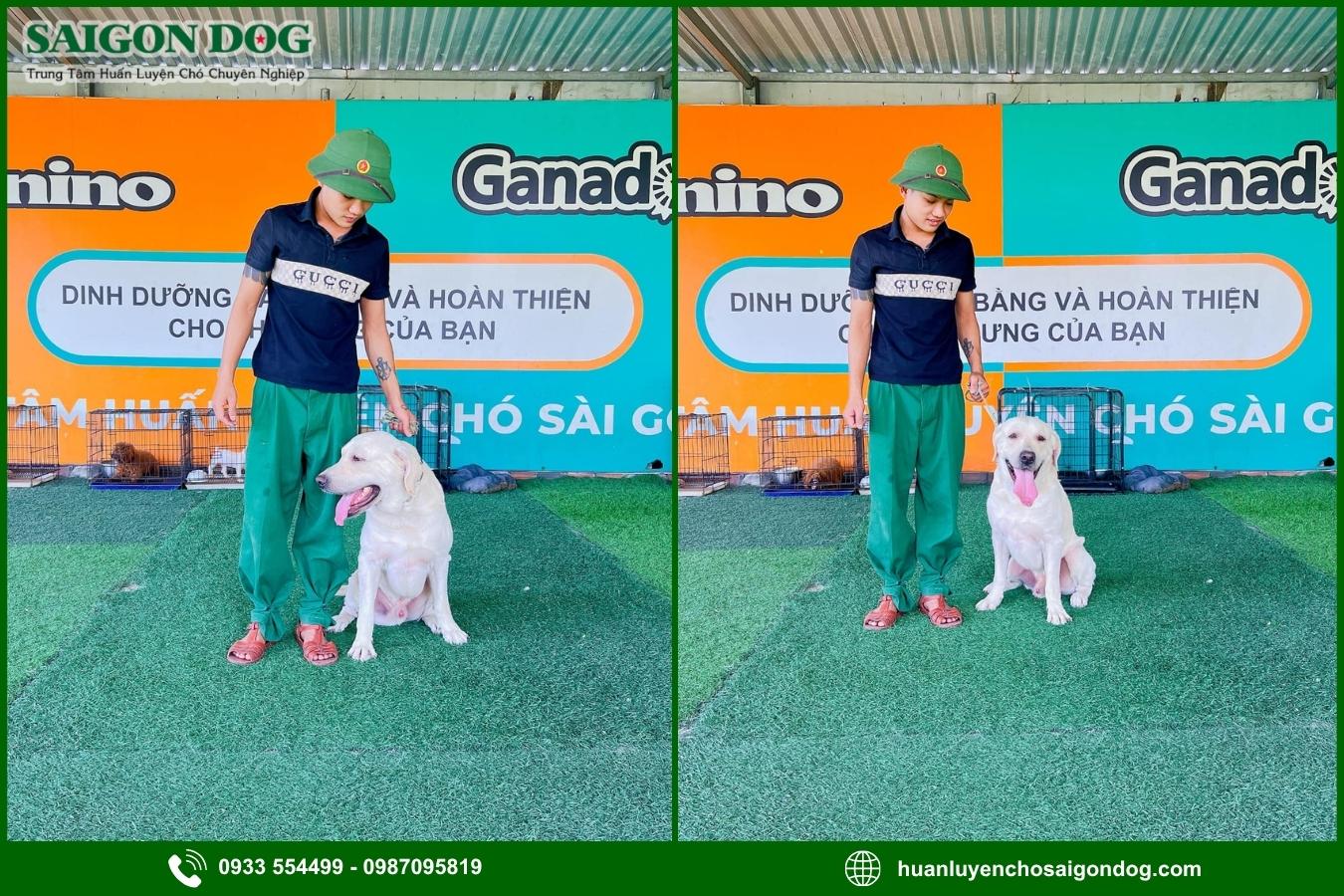 Quy trình huấn luyện chó Labrador Retriever tại Sài Gòn Dog