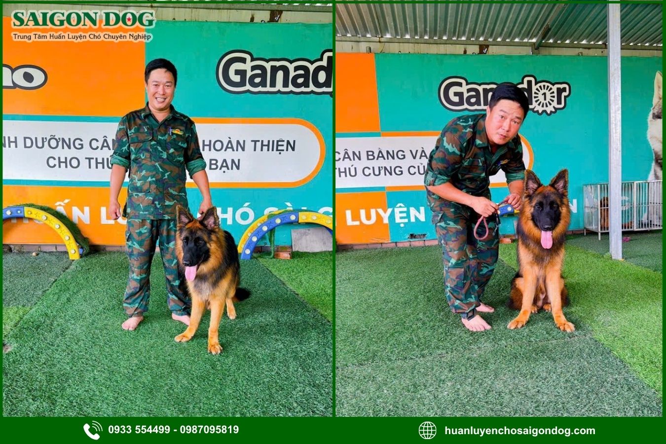 Quy trình huấn luyện chó nghiệp vụ tại Sài Gòn Dog