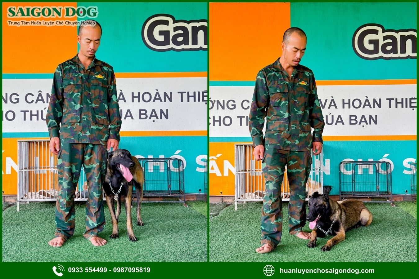 Quy trình huấn luyện chó nghiệp vụ tại Sài Gòn Dog