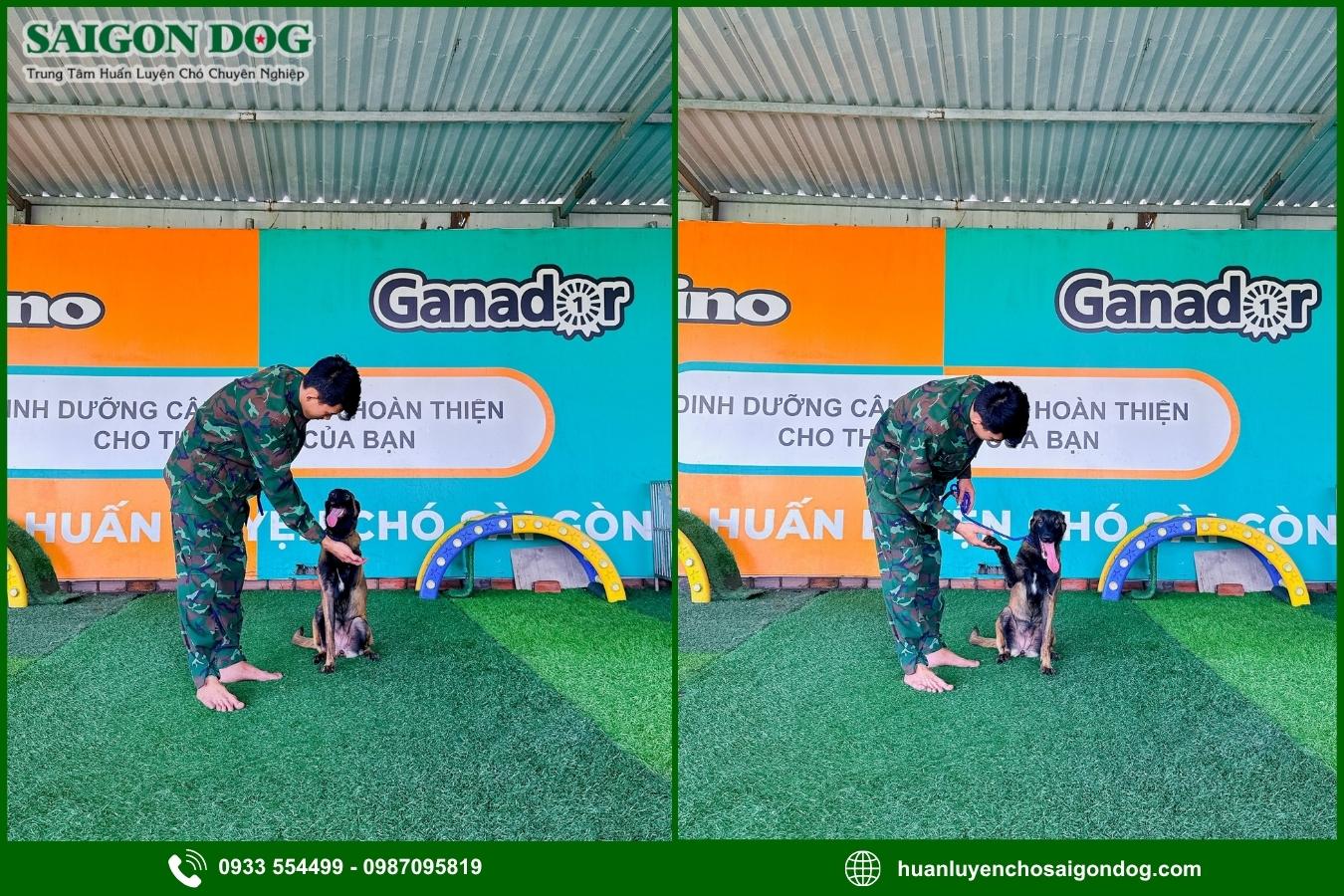 Quy trình huấn luyện chó nghiệp vụ tại Sài Gòn Dog