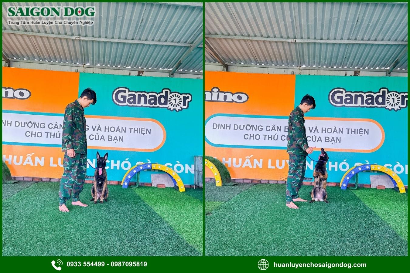 Quy trình huấn luyện chó nghiệp vụ tại Sài Gòn Dog