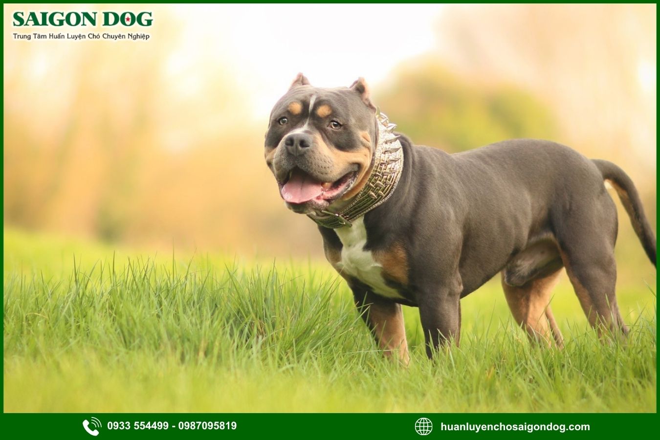 Sài Gòn Dog - Trung tâm huấn luyện chó Pitbull chuyên nghiệp