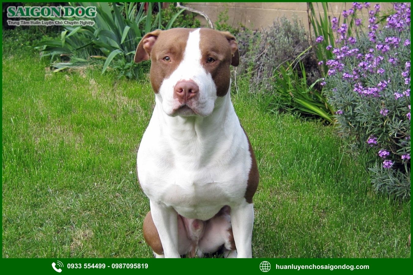 Quy trình huấn luyện chó Pitbull tại Sài Gòn Dog