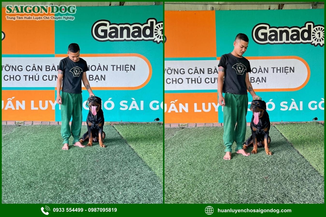 Quy trình huấn luyện chó Rottweiler tại Sài Gòn Dog