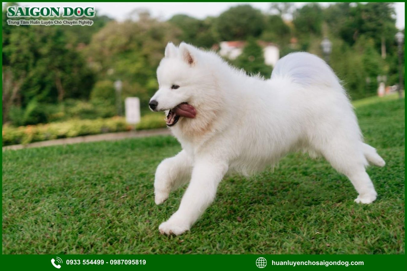 Quy trình huấn luyện chó Samoyed tại Sài Gòn Dog