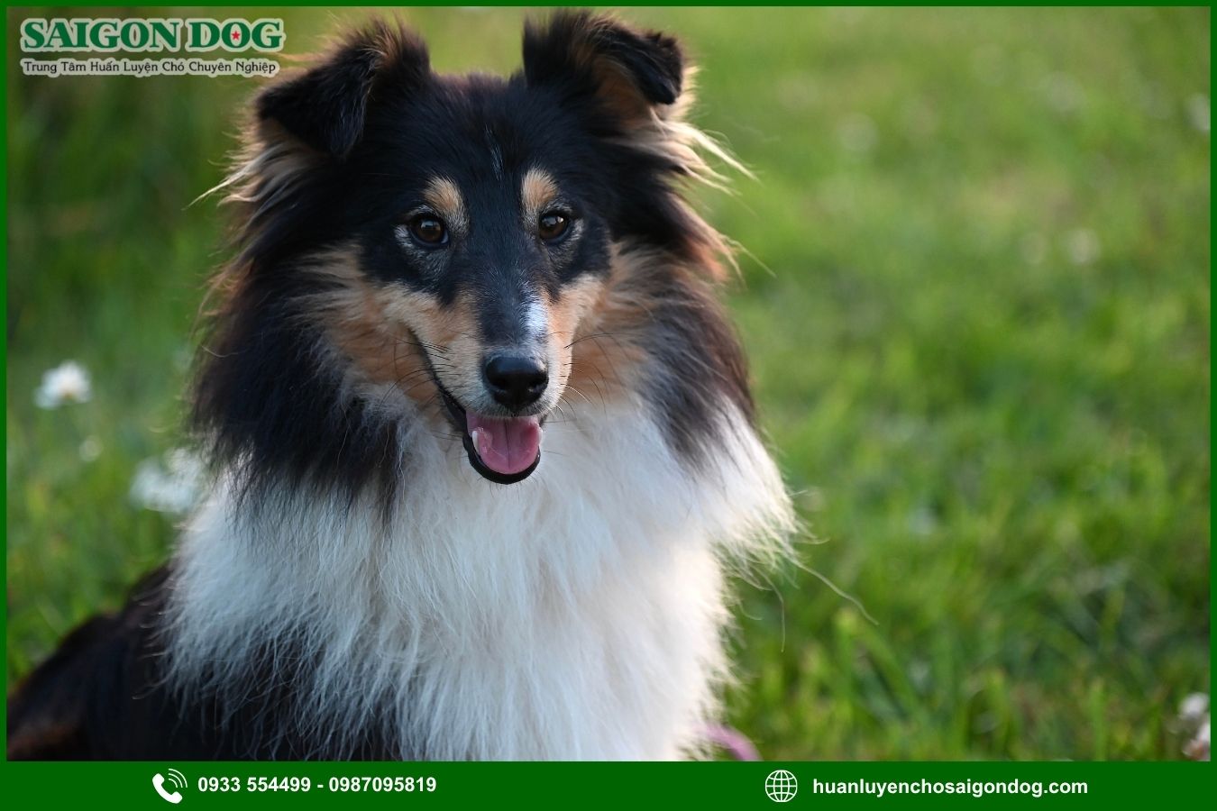 Quy trình huấn luyện chó Shetland tại Sài Gòn Dog