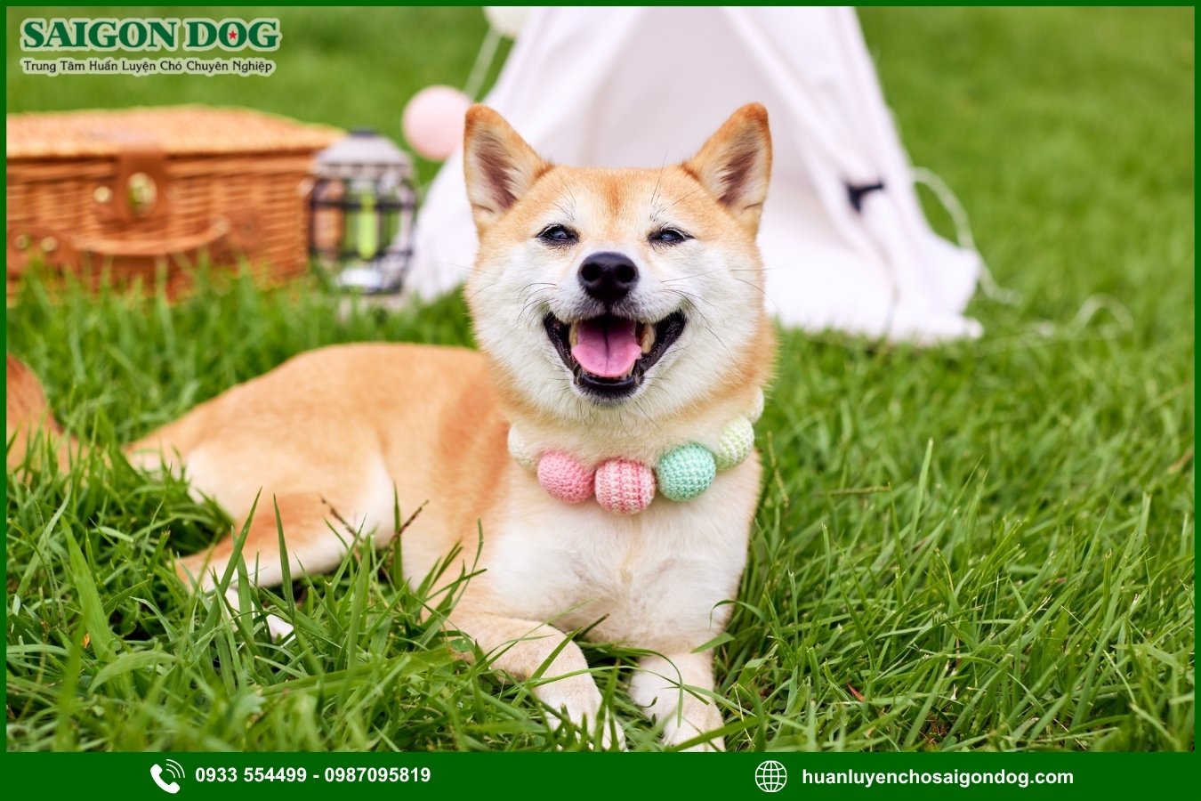 Quy trình huấn luyện chó Shiba tại Sài Gòn Dog