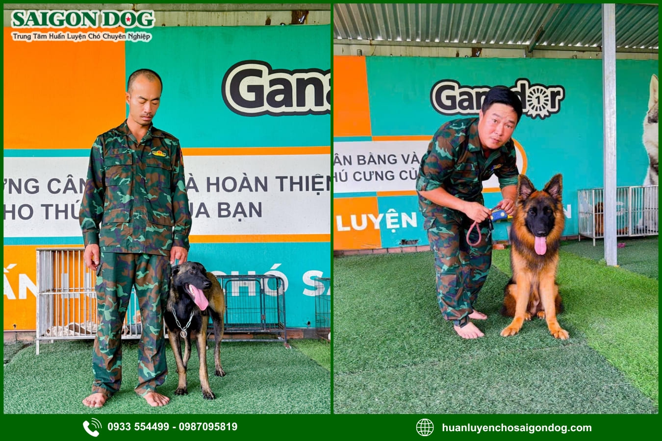 Quy trình huấn luyện chó tại Sài Gòn Dog