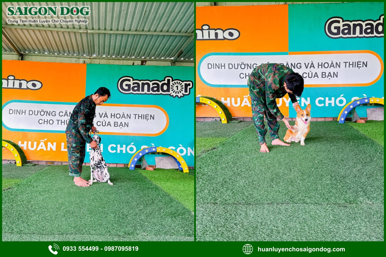 Quy trình huấn luyện chó tại Sài Gòn Dog