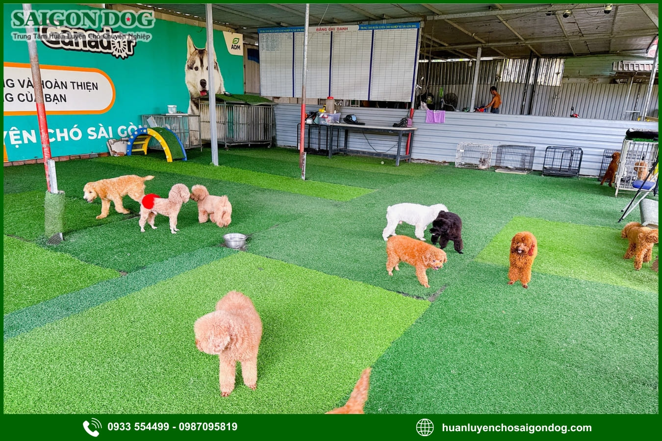 Quy trình huấn luyện chó tại Sài Gòn Dog