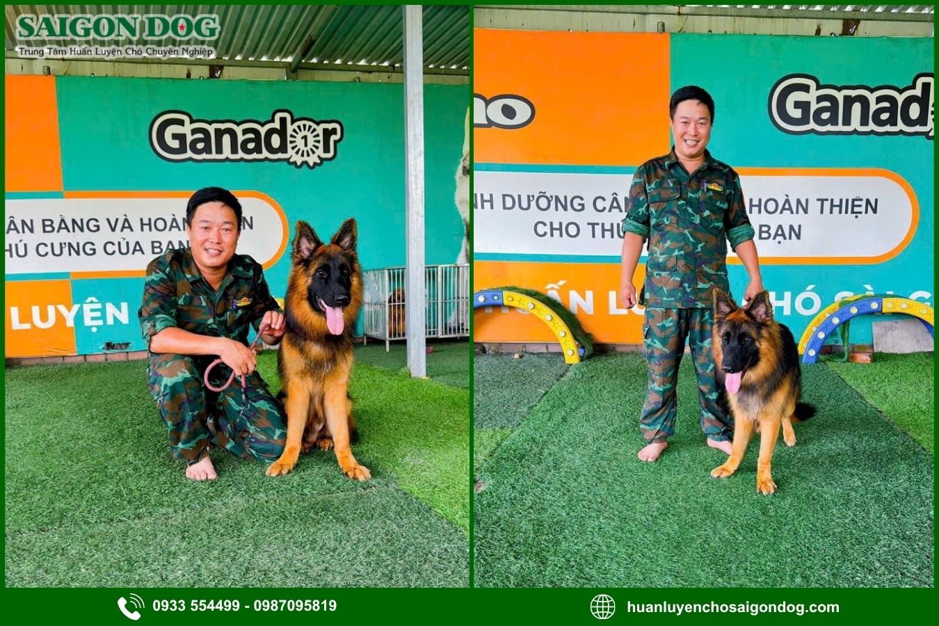 Quy trình huấn luyện chó theo giống tại Sài Gòn Dog