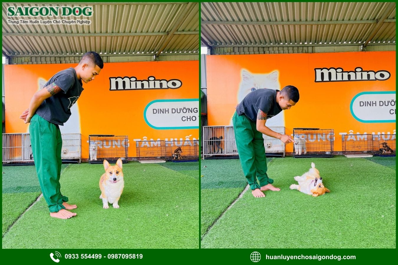 Quy trình huấn luyện chó theo giống tại Sài Gòn Dog