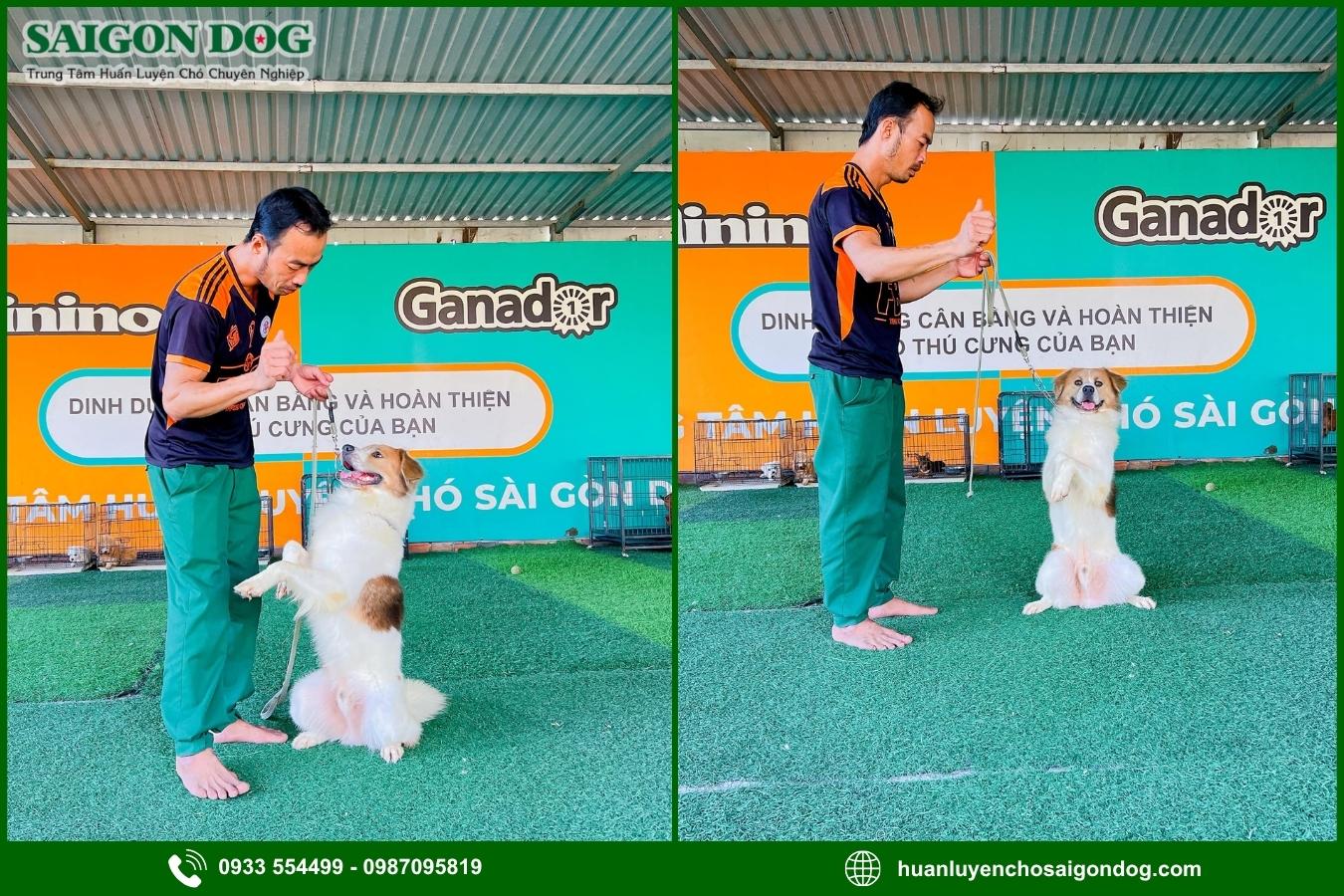 Quy trình huấn luyện chó theo giống tại Sài Gòn Dog