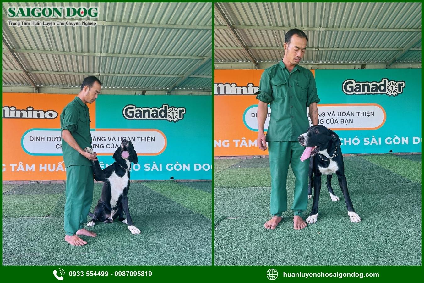 Quy trình huấn luyện chó theo giống tại Sài Gòn Dog