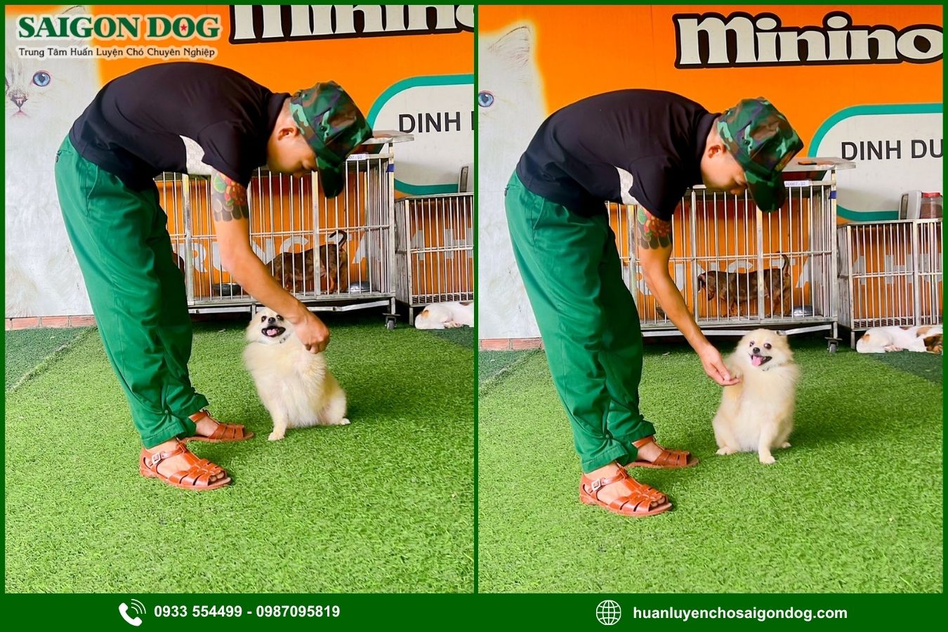Quy trình huấn luyện chó theo yêu cầu tại Sài Gòn Dog