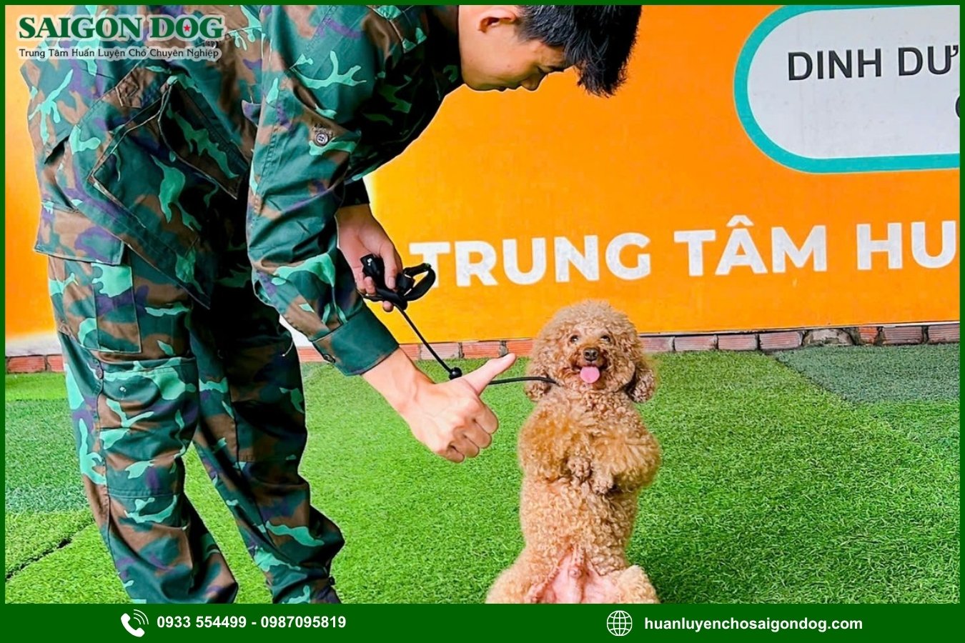 Quy trình huấn luyện chó theo yêu cầu tại Sài Gòn Dog