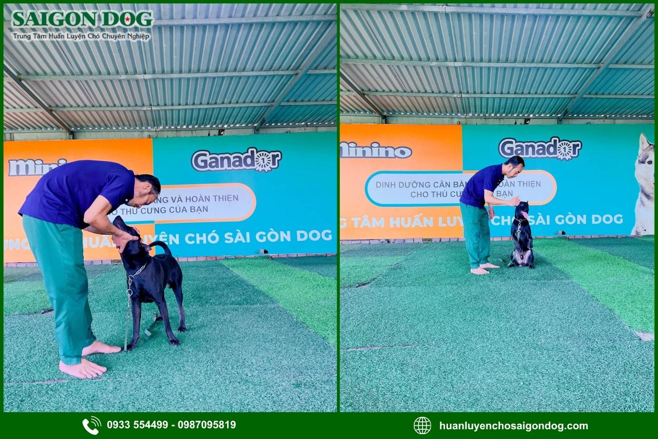 Quy trình huấn luyện chó theo yêu cầu tại Sài Gòn Dog
