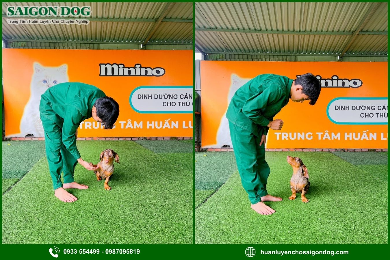Quy trình huấn luyện chó theo yêu cầu tại Sài Gòn Dog