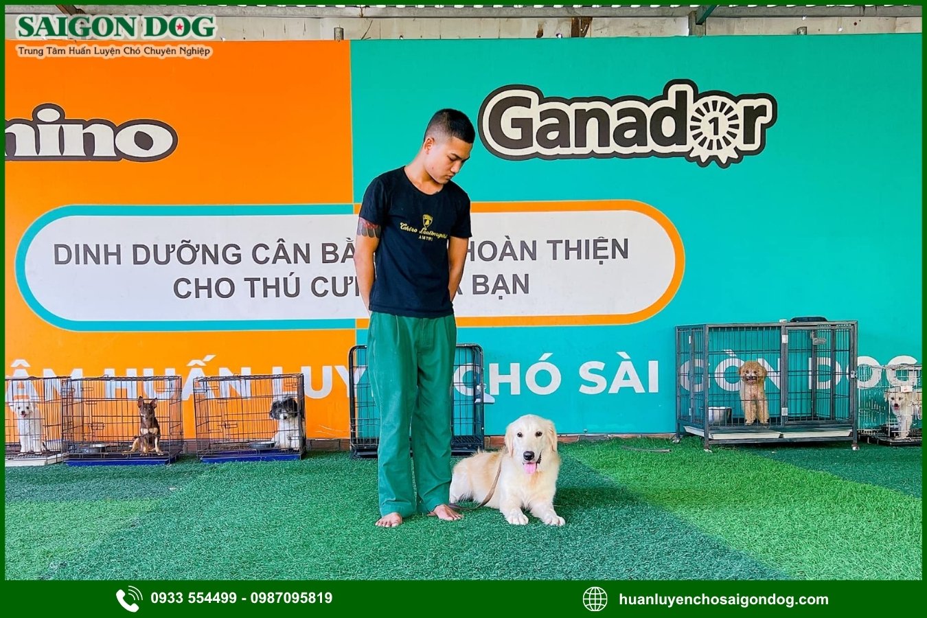 Quy trình huấn luyện chó theo yêu cầu tại Sài Gòn Dog