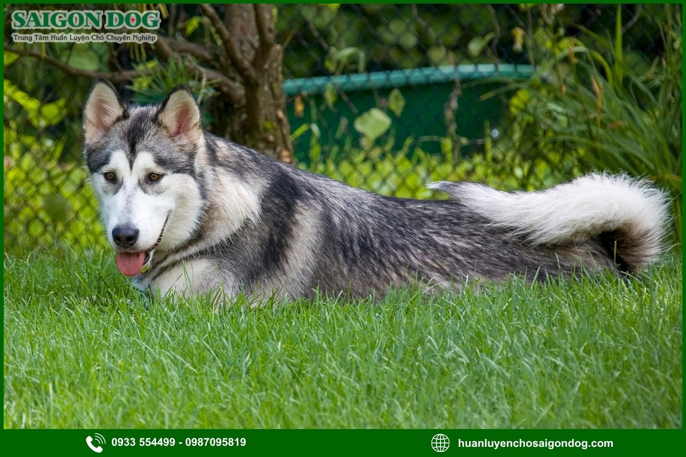 Sài Gòn Dog - Trung tâm huấn luyện chó Alaska chuyên nghiệp