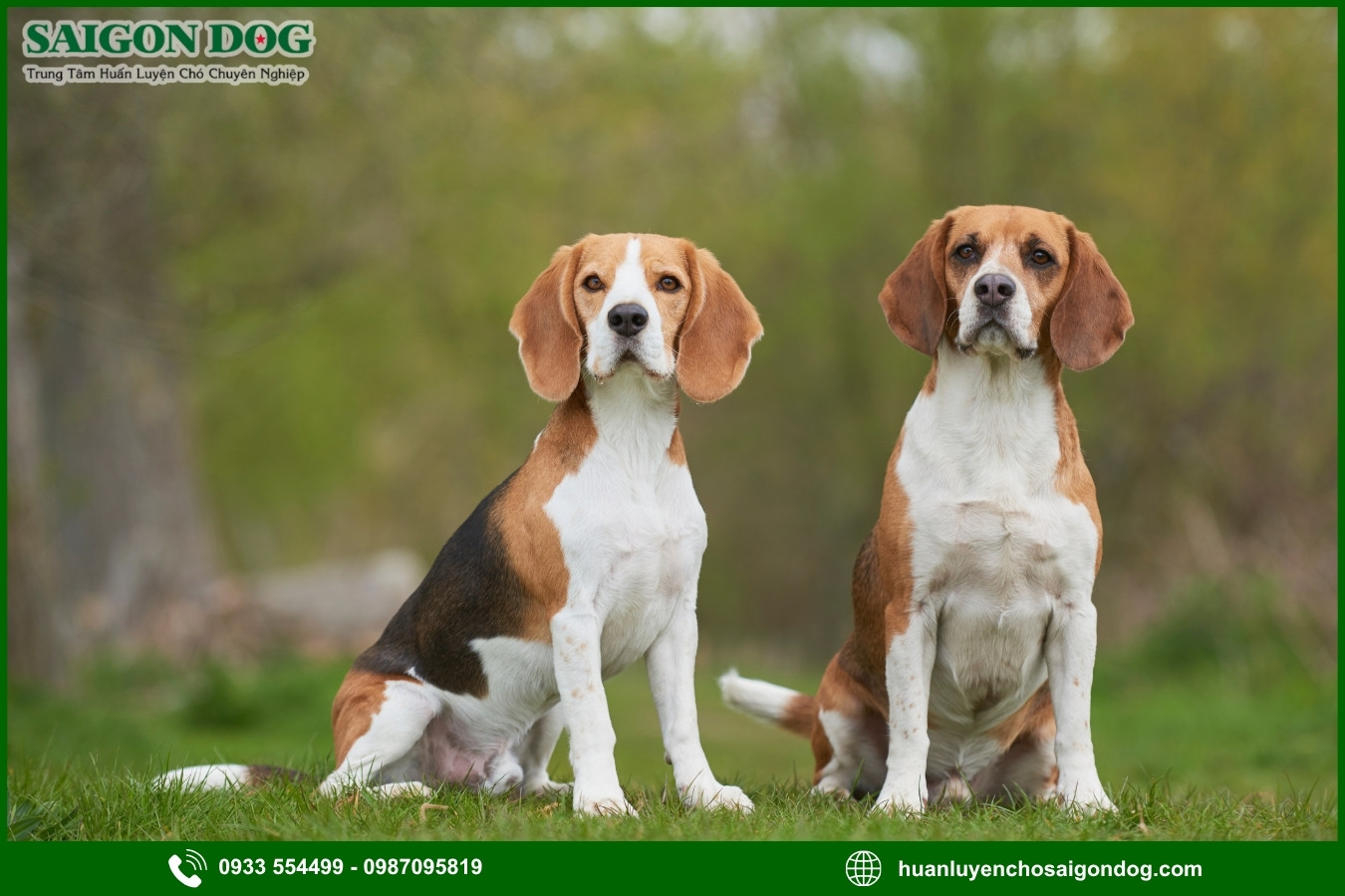 Sài Gòn Dog - Trung tâm huấn luyện chó Beagle chuyên nghiệp