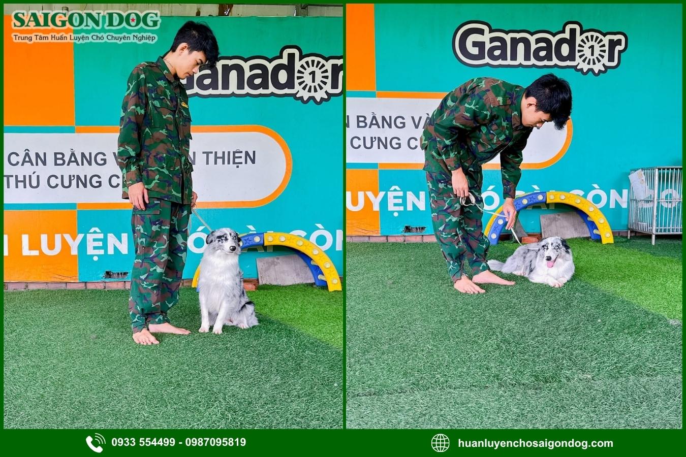 Sài Gòn Dog - Trung tâm huấn luyện chó Border Collie chuyên nghiệp