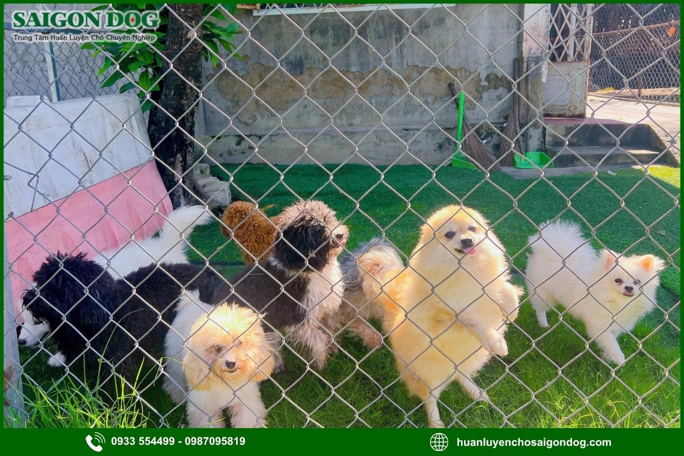 Sài Gòn Dog - Trung tâm huấn luyện chó chuyên nghiệp uy tín