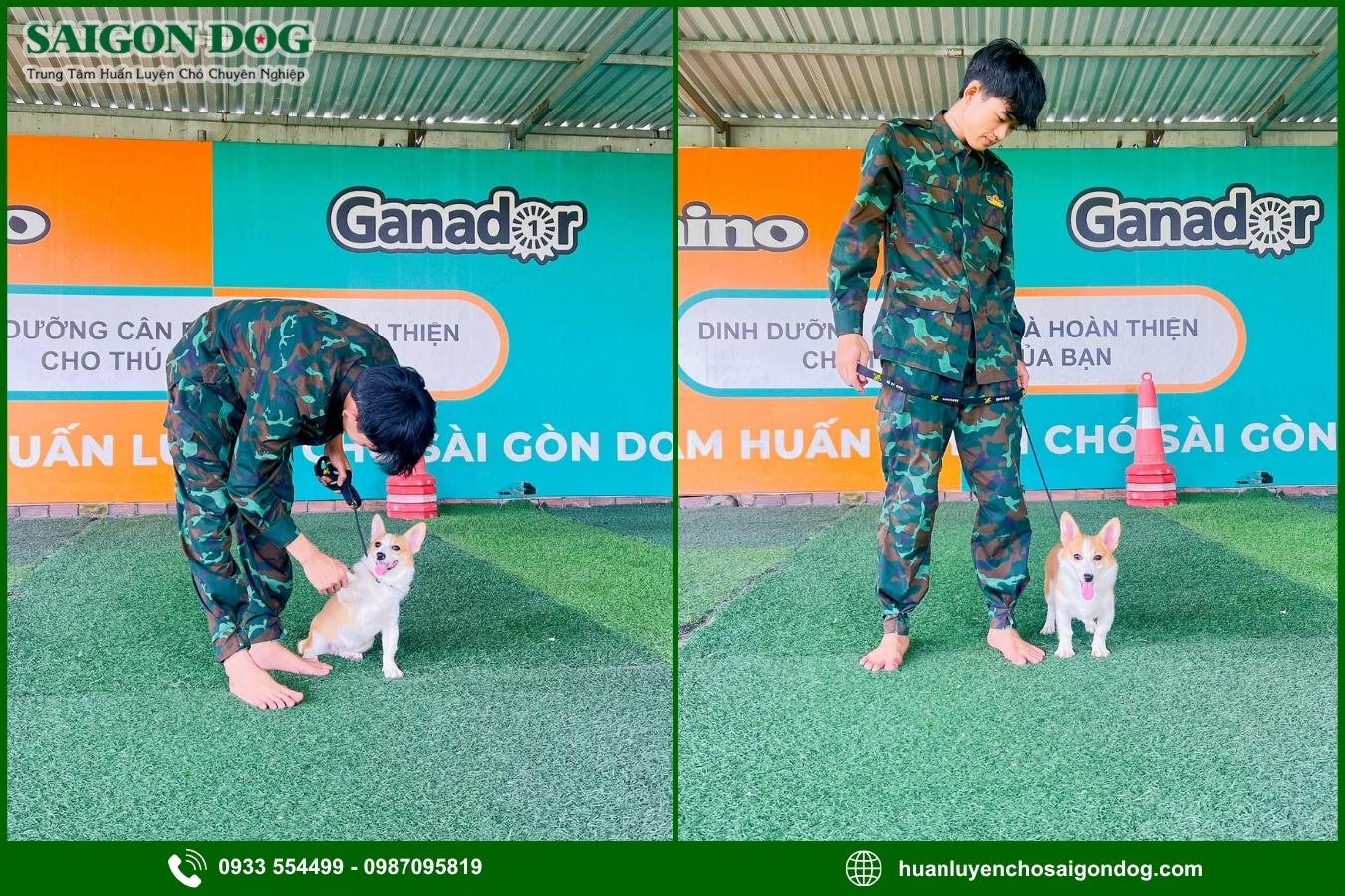 Sài Gòn Dog - Trung tâm huấn luyện chó Cordi chuyên nghiệp