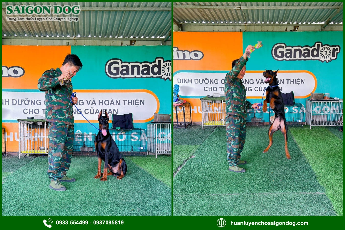 Sài Gòn Dog - Trung tâm huấn luyện chó Doberman chuyên nghiệp
