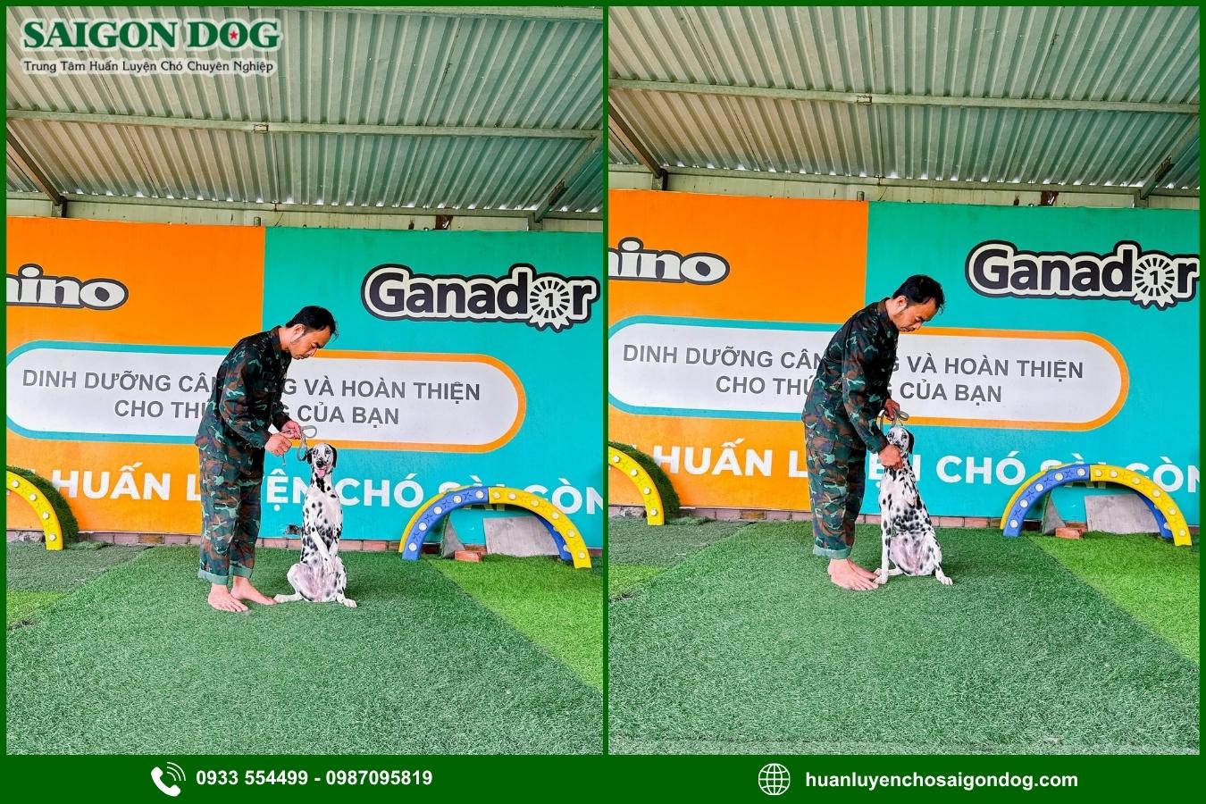 Sài Gòn Dog - Trung tâm huấn luyện chó đốm Dalmatian chuyên nghiệp