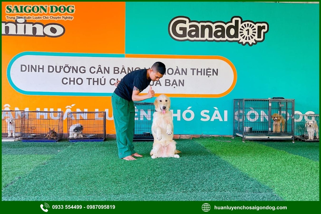 Sài Gòn Dog - Trung tâm huấn luyện chó Golden chuyên nghiệp