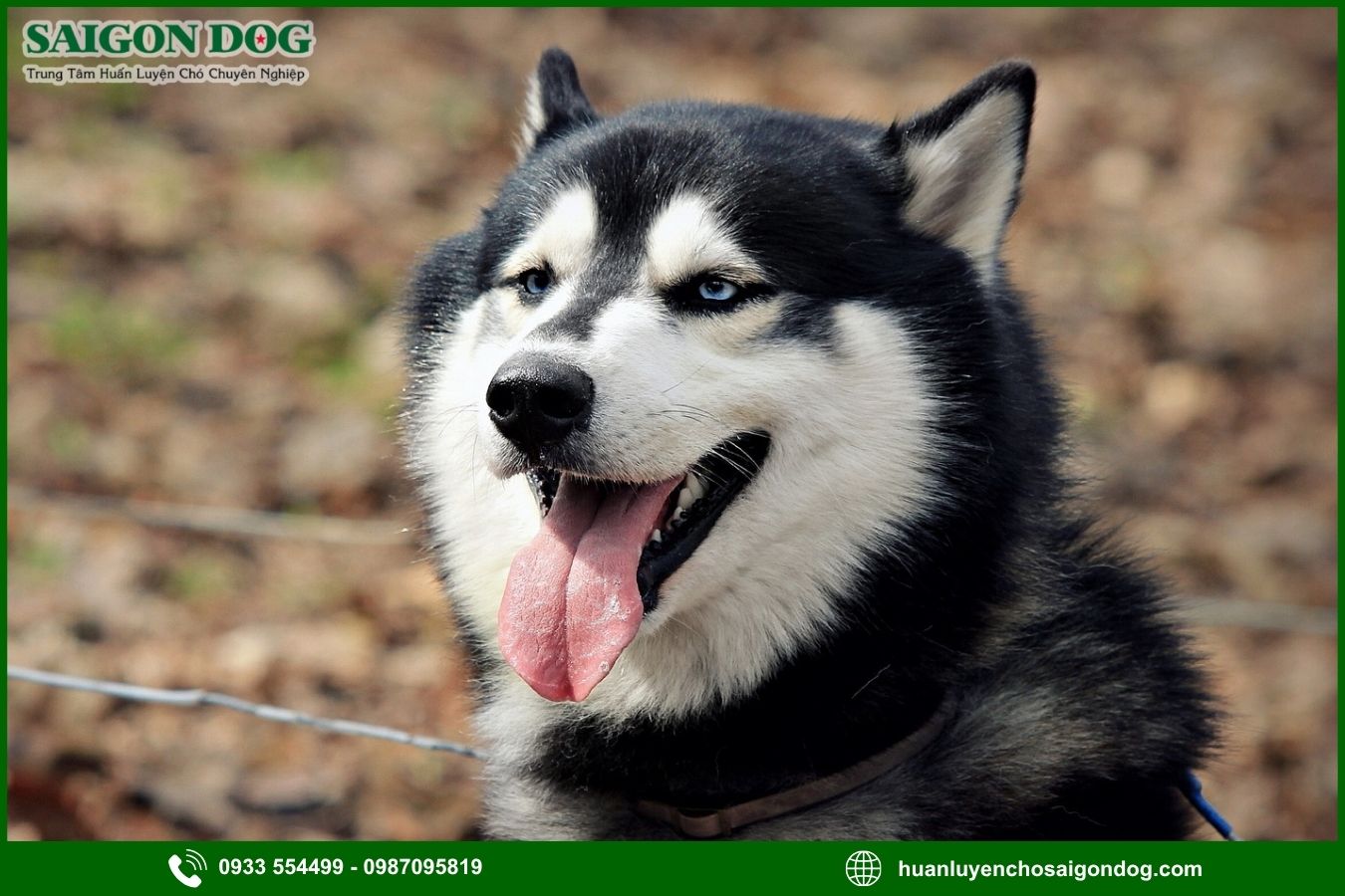 Sài Gòn Dog - Trung tâm huấn luyện chó Husky chuyên nghiệp